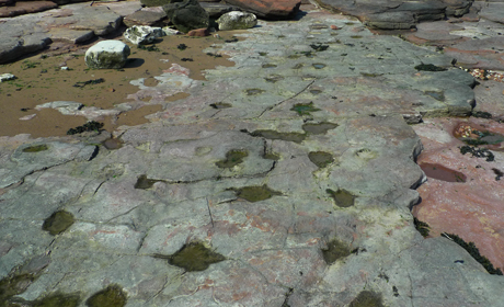 Bendrick Rock Dinosaur Footprints
